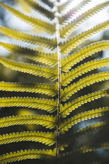 A green fern frond backlit by the sun